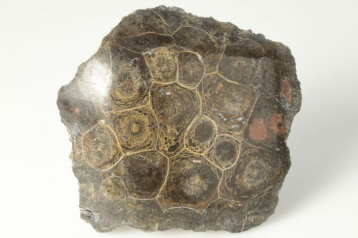 Polished Fossil Coral (Actinocyathus) Head - Morocco #202533